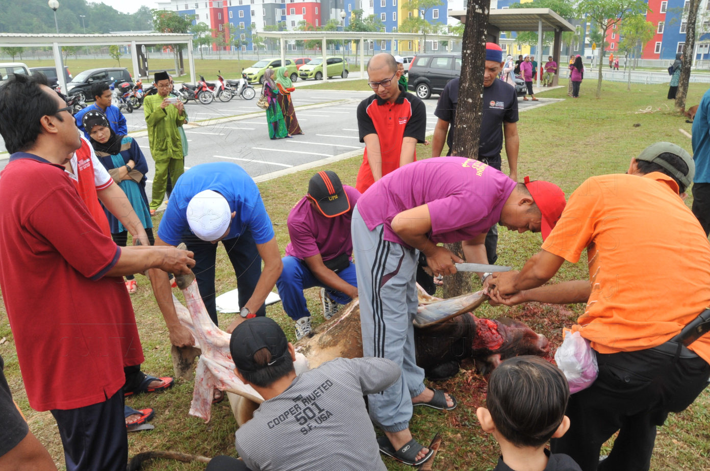 PRO15 150 KORBAN HAS 6815